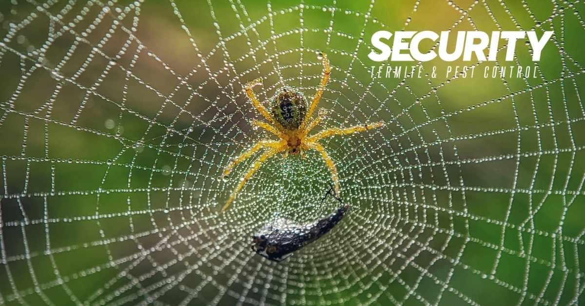Security Termite & Pest Control, photo 2