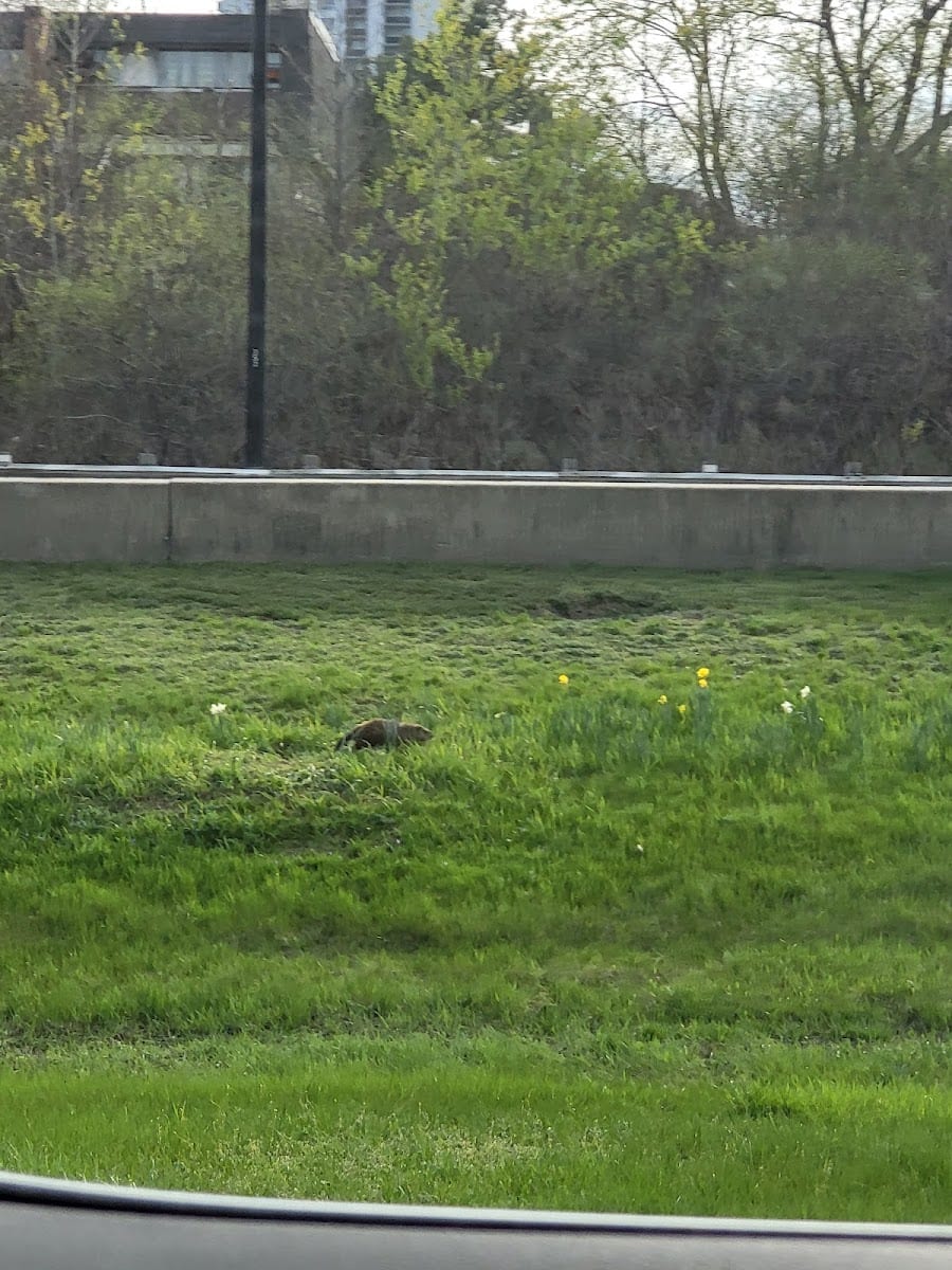 Groundhog playground