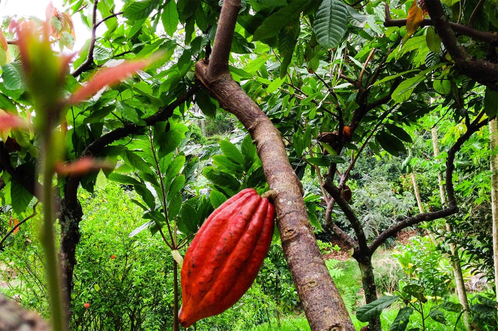 SOMA Chocolatemaker
