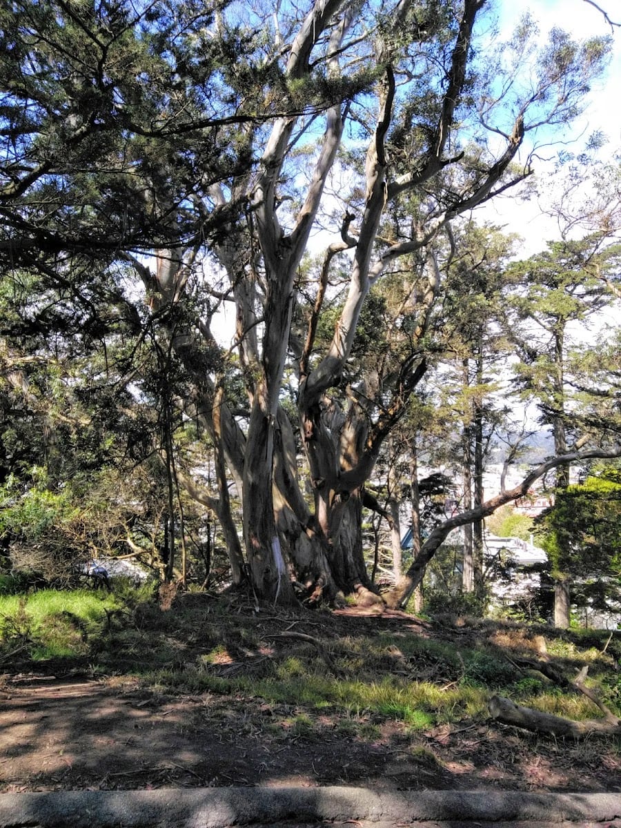 Buena Vista Dog Play Area, photo 3