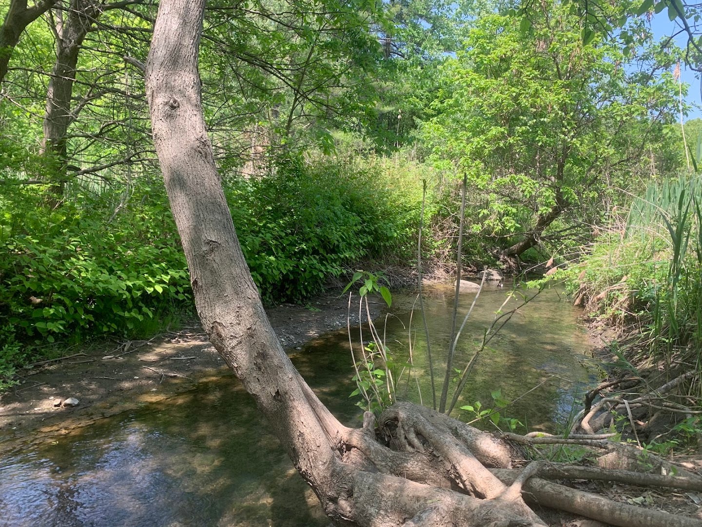 Spring Run Trail, photo 3