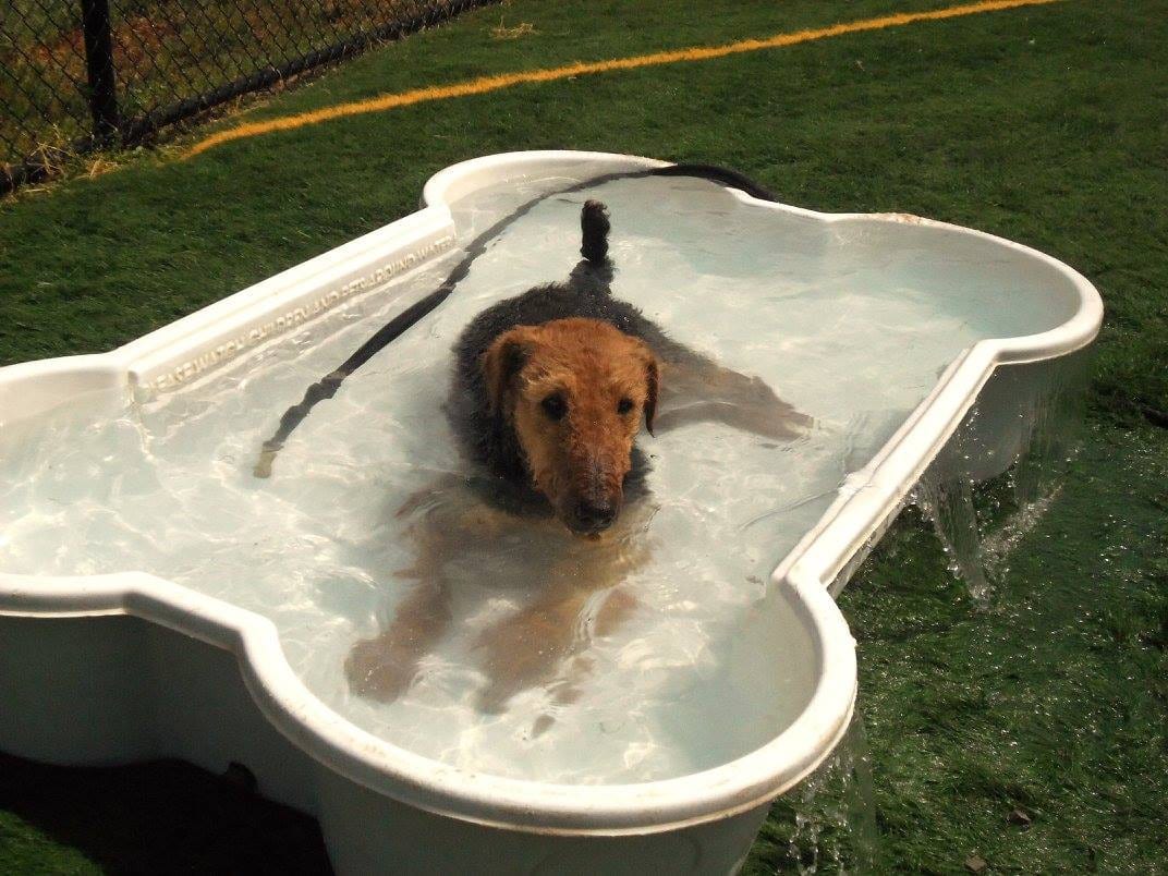Paradise Pet Resort & Spa