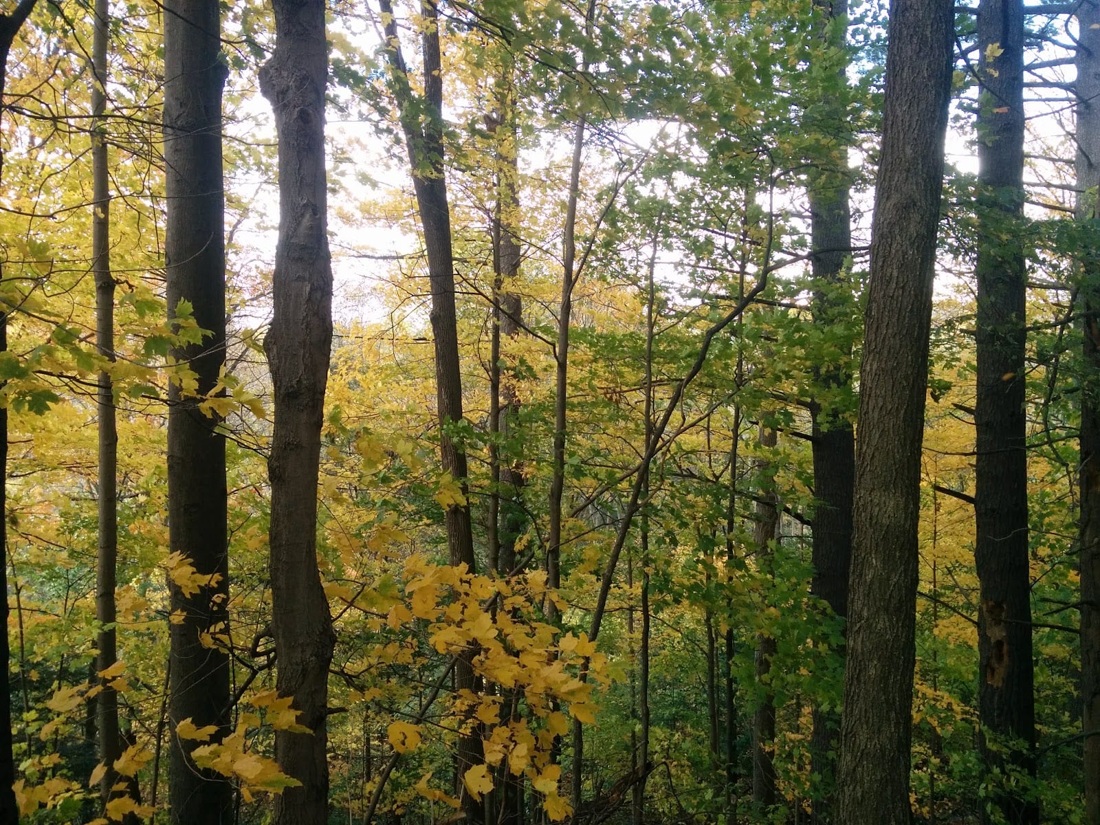Hearthstone Valley Greenbelt, photo 2