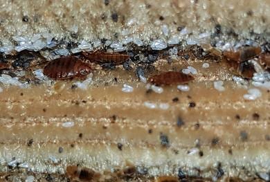 Aban Pest Control Inc., photo 3