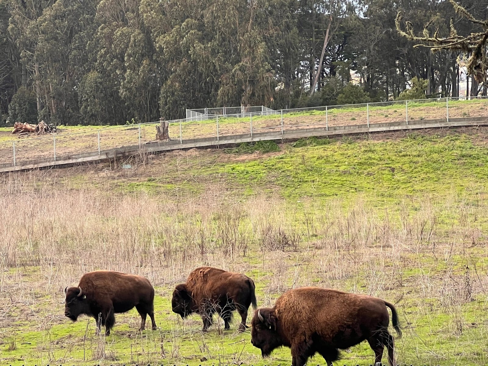 Bison Paddock