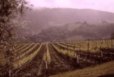 Oakville Crossing Winery, photo 3