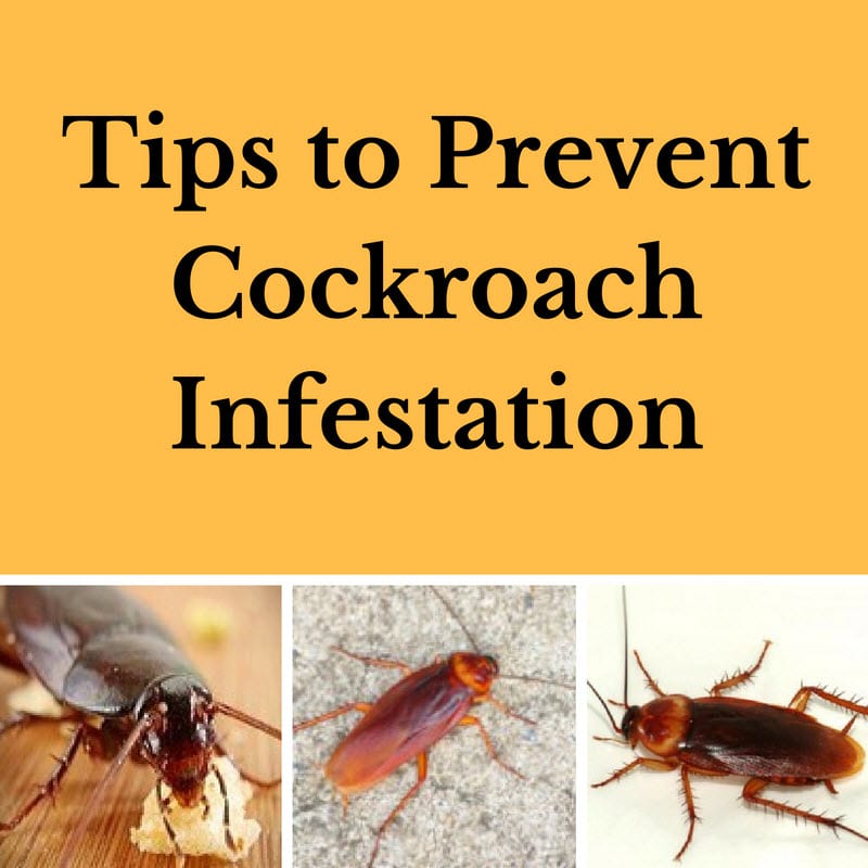 Q.A.P Pest control Richmond hill