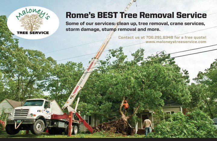Maloney's Tree Service, photo 2