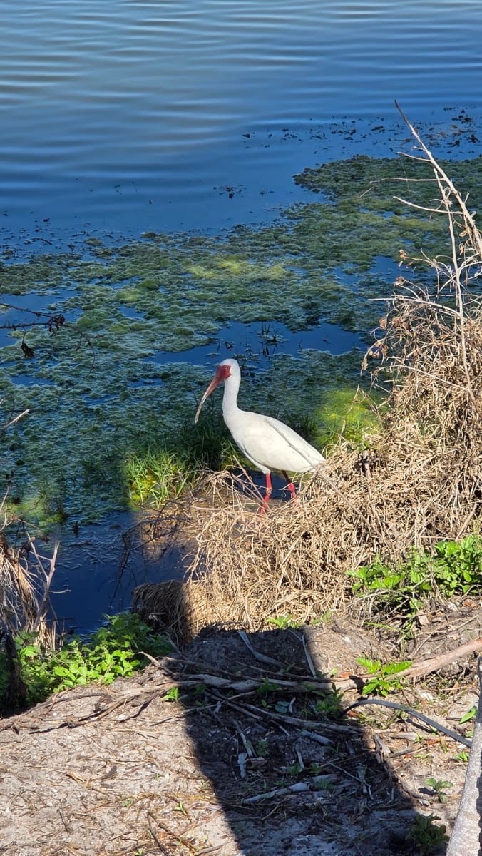 Ackerman Park, photo 3