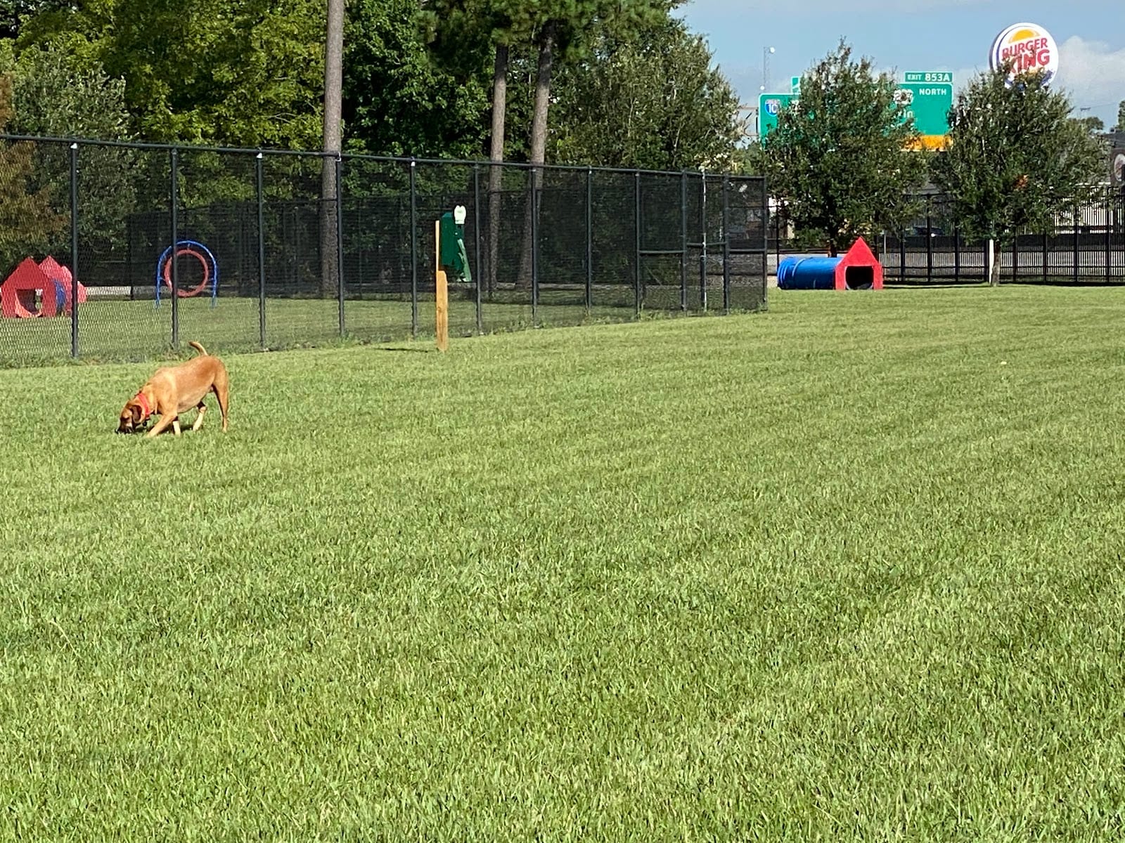Ida Reed Dog Park