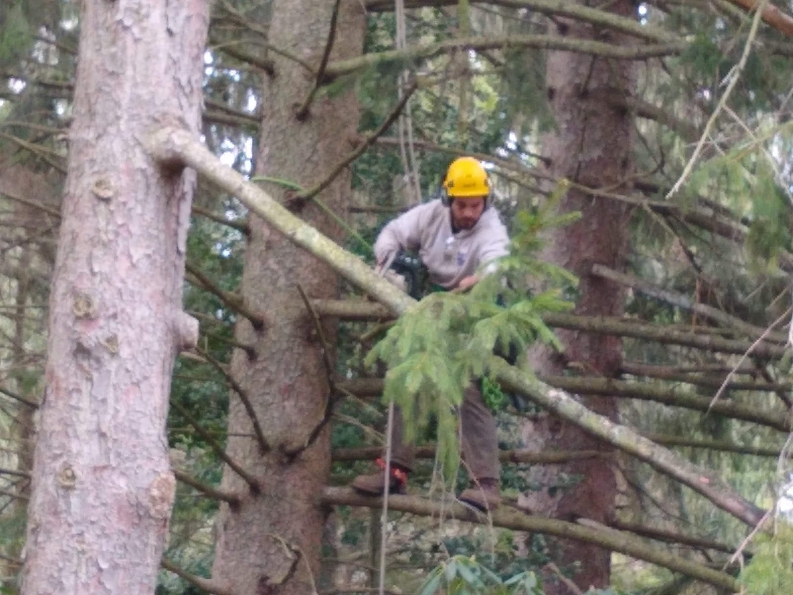 The Davey Tree Expert Company