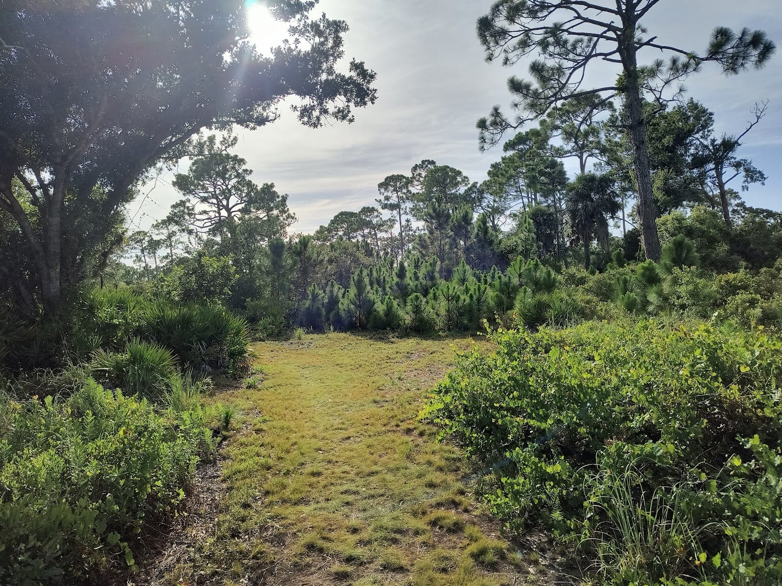 Manasota Scrub Preserve