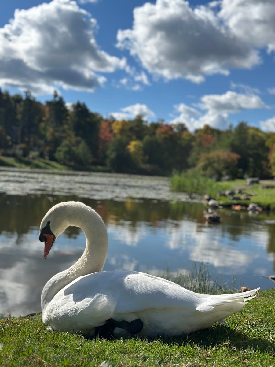 Trout Lake Canoe Launch, photo 3