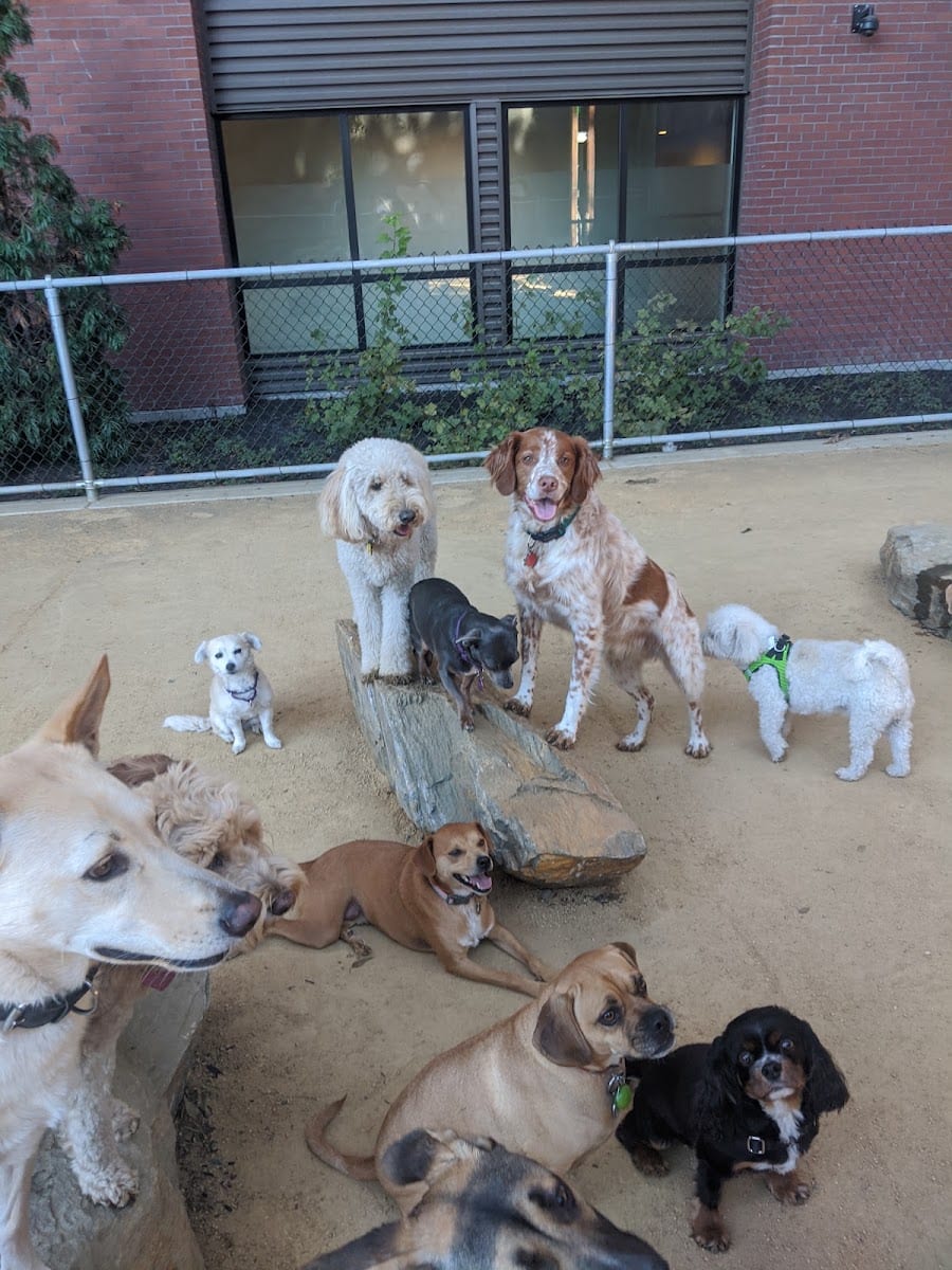 Avalon Dogpatch Dog Park, photo 2