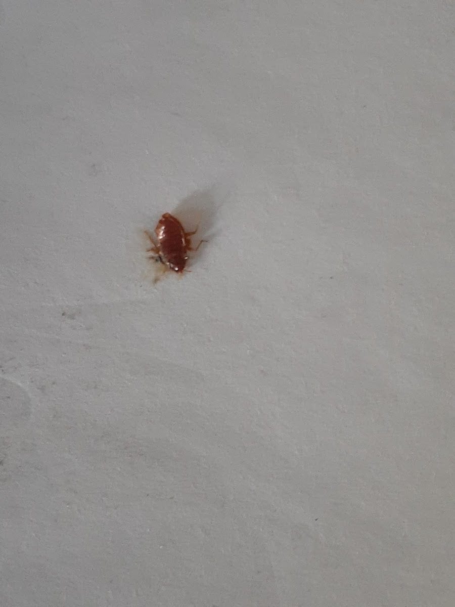 ALLIANCE PEST SERVICES, LLC., photo 2