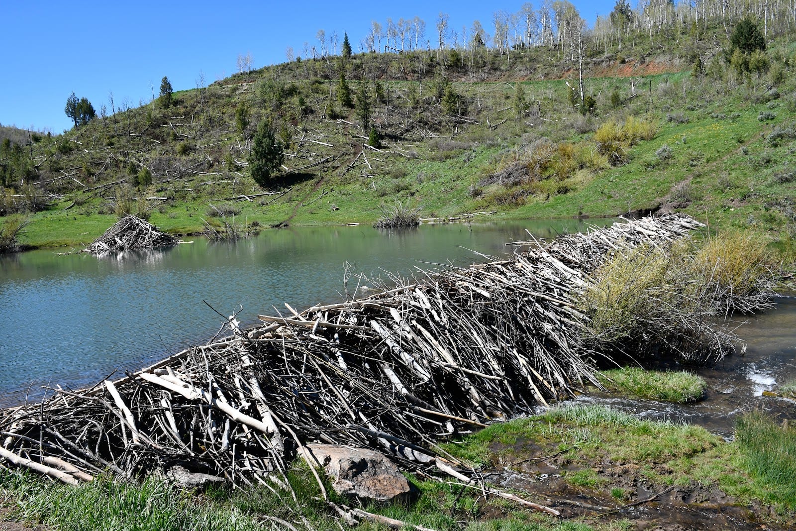 Temple Fork Trailhead