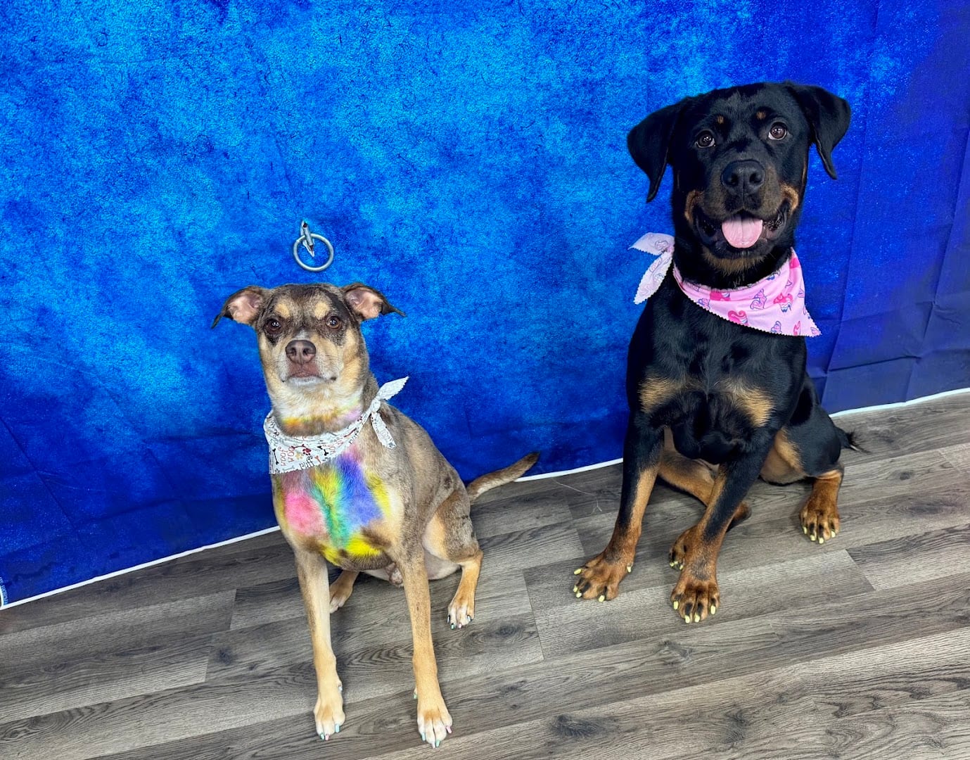 Aria’s Pawsitive Grooming LLC