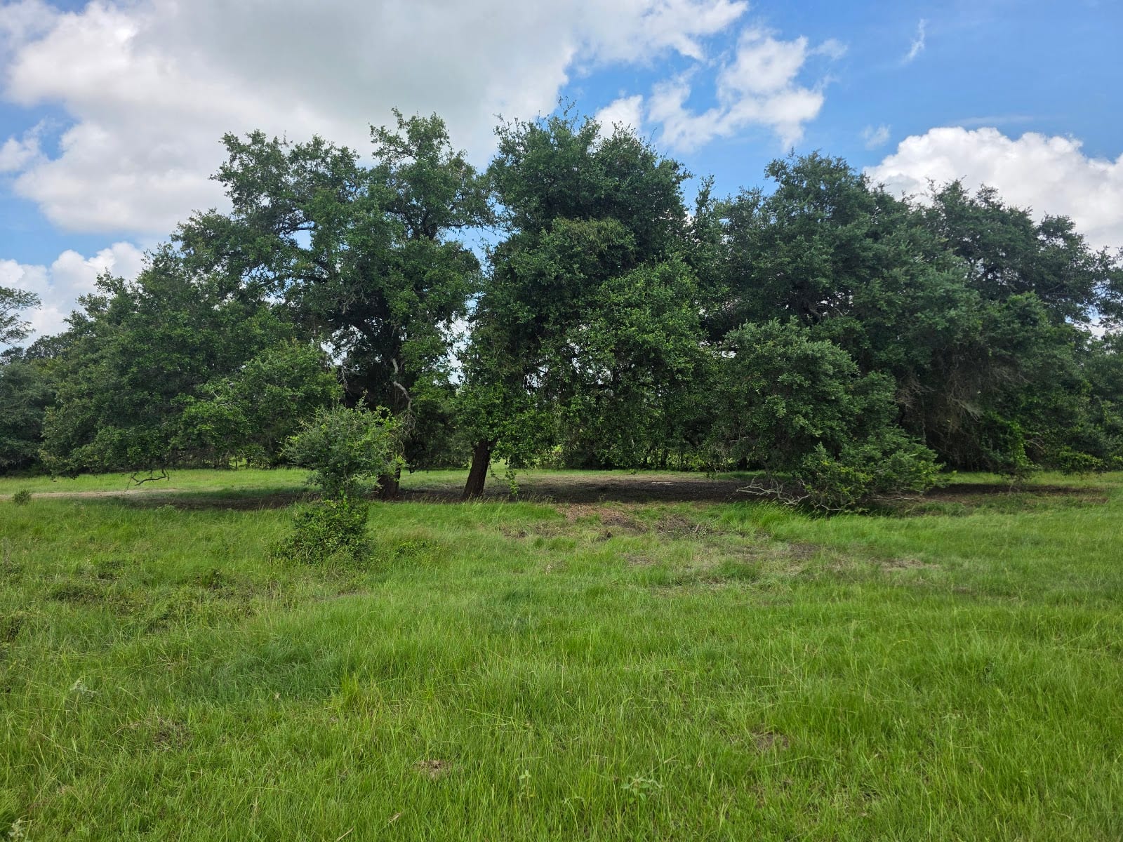 Sendero Arbor Care, photo 3