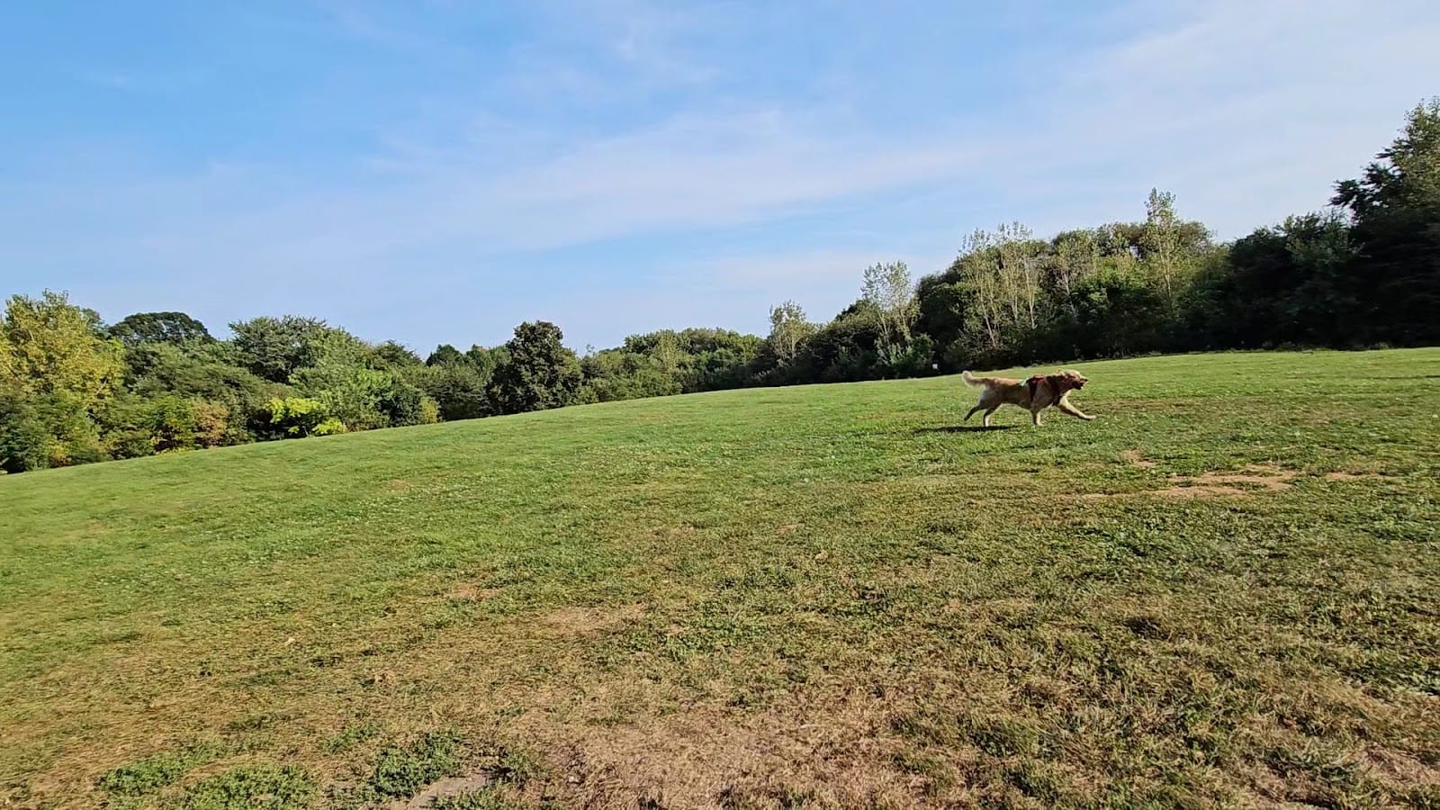 Kingsmill Off-Leash Dog Park, photo 2