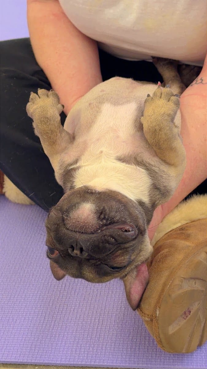 Puppy Yoga San Francisco - Financial District (Puppies Yoga), photo 3