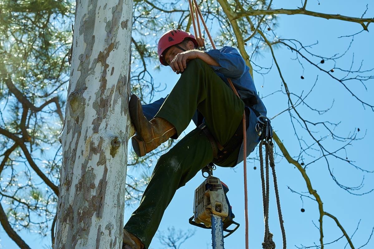 Tree Care Inc - Brenham