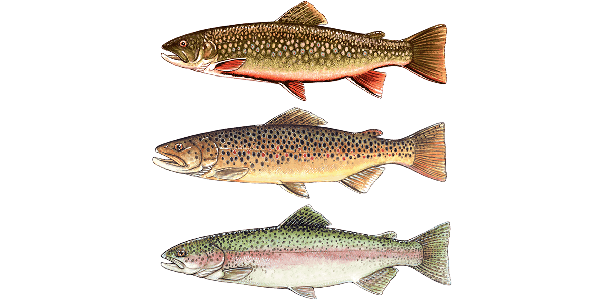 Trout fishing in Cambria County Pennsylvania: New regulations and minimum trout size