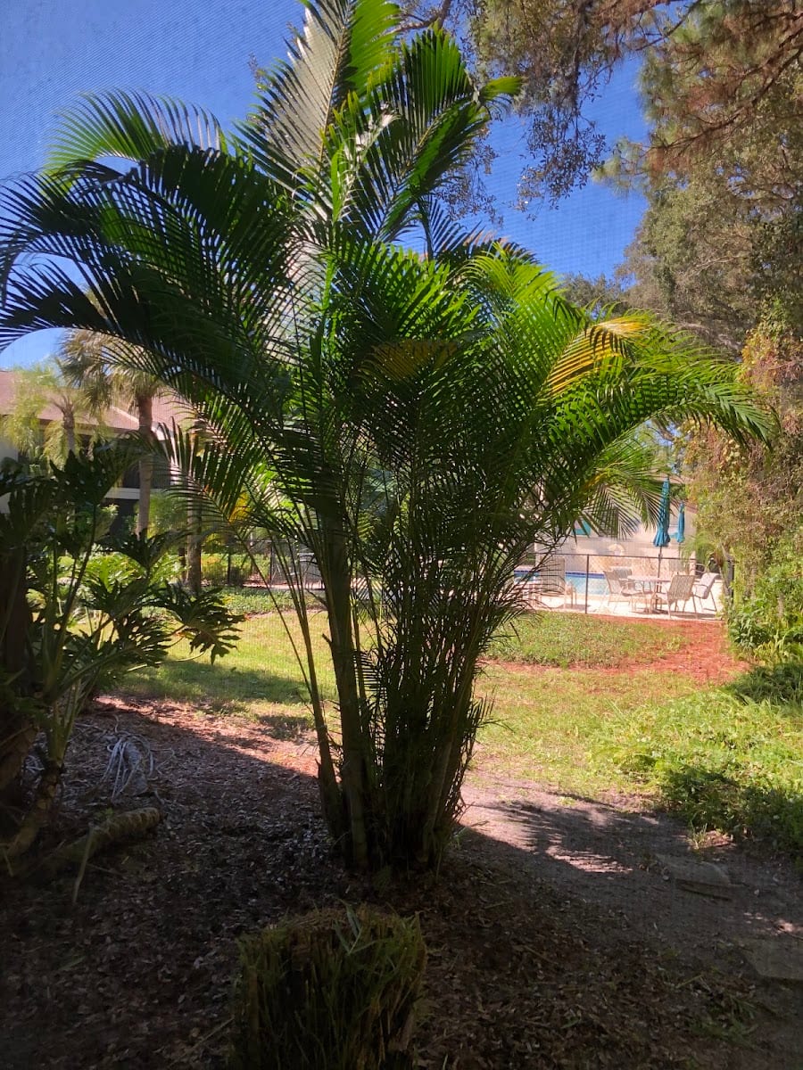 Golden Leaf Landscaping Services