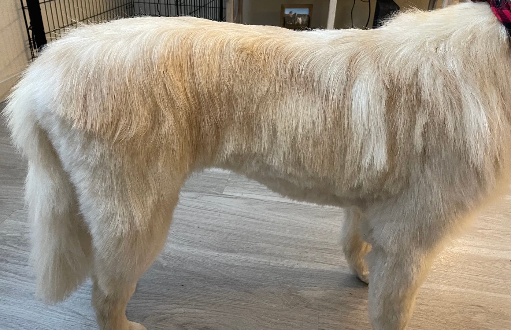 Petco Grooming, photo 4