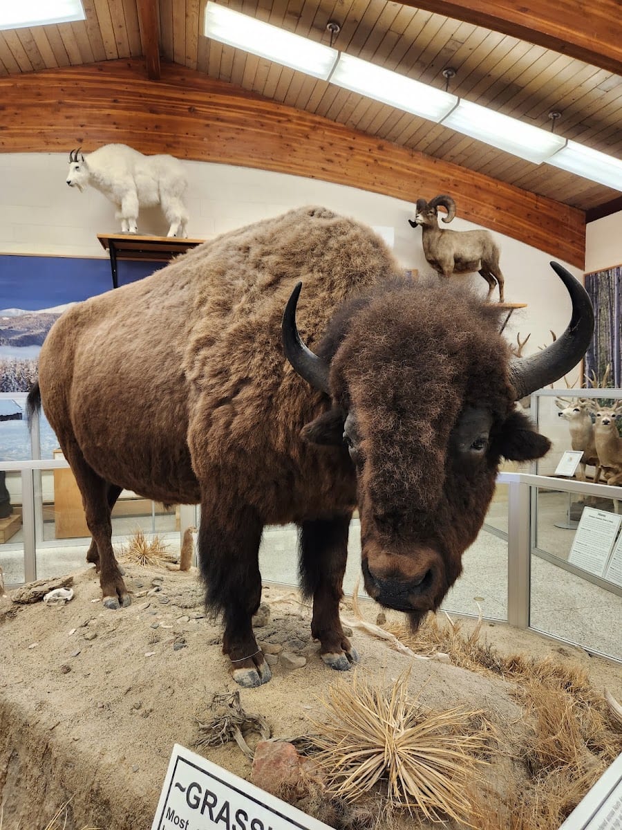 Werner Wildlife Museum at Casper College, photo 4