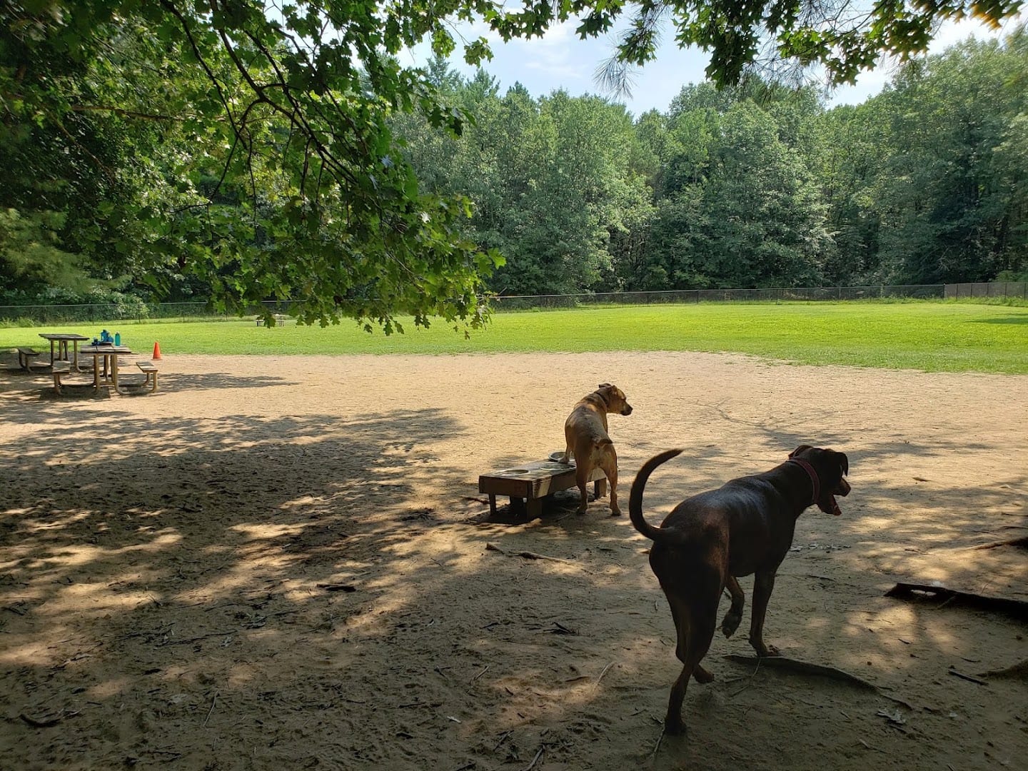 Saratoga Springs Dog Park
