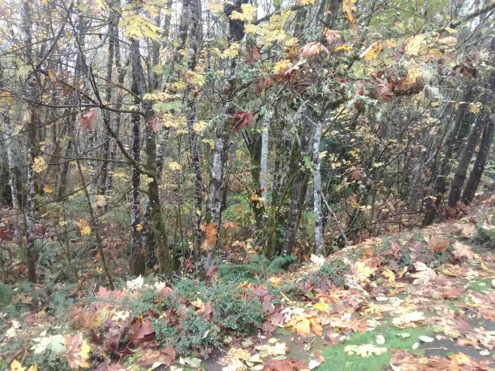 Goldcrest Neighborhood Park