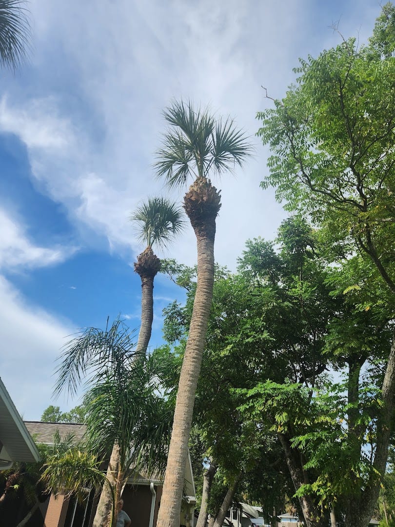 Family Tree Service, photo 3