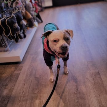 Woof Gang Bakery & Grooming Skye Canyon, photo 4