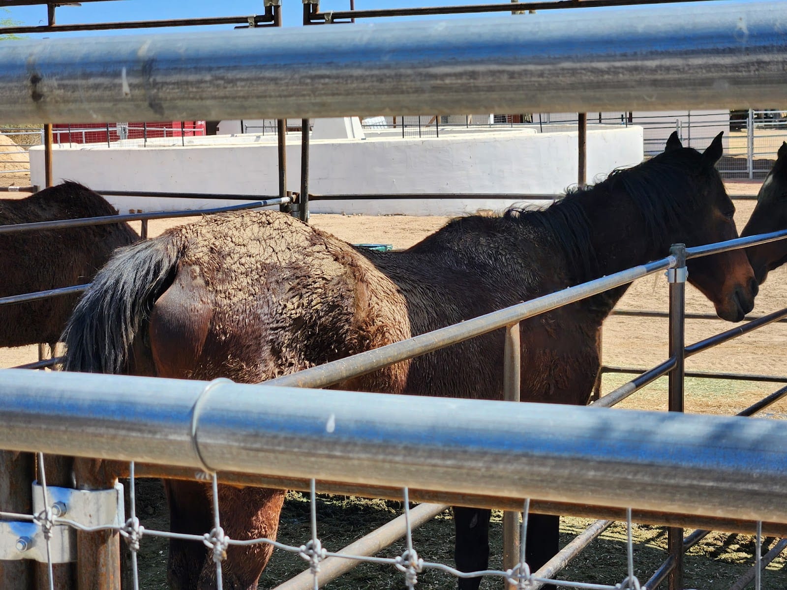 McDonald Arabians, photo 3