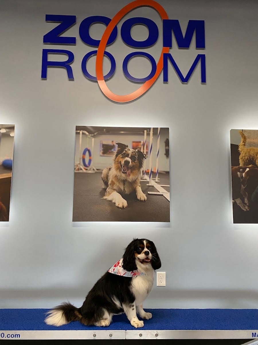 Zoom Room Dog Training, photo 2