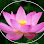 Lotus Nails and Spa
