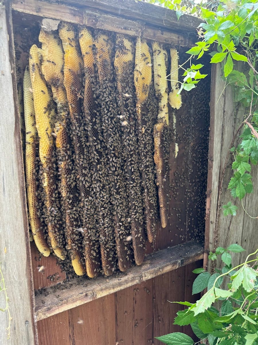 USA Bee Removal, photo 4