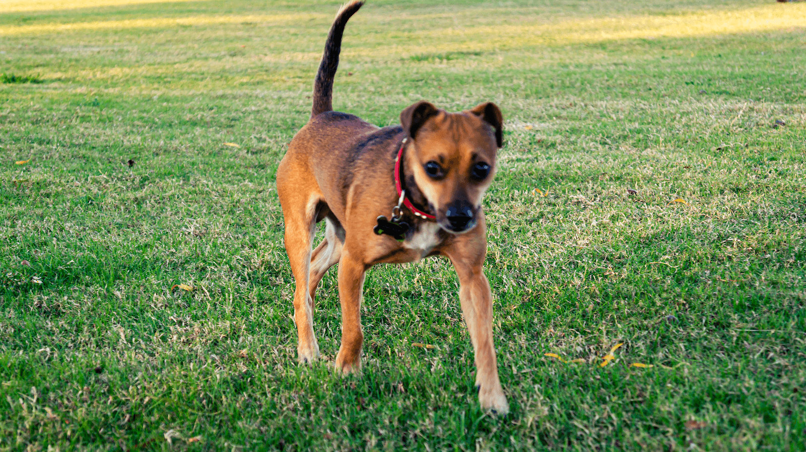 Dog Park, photo 3
