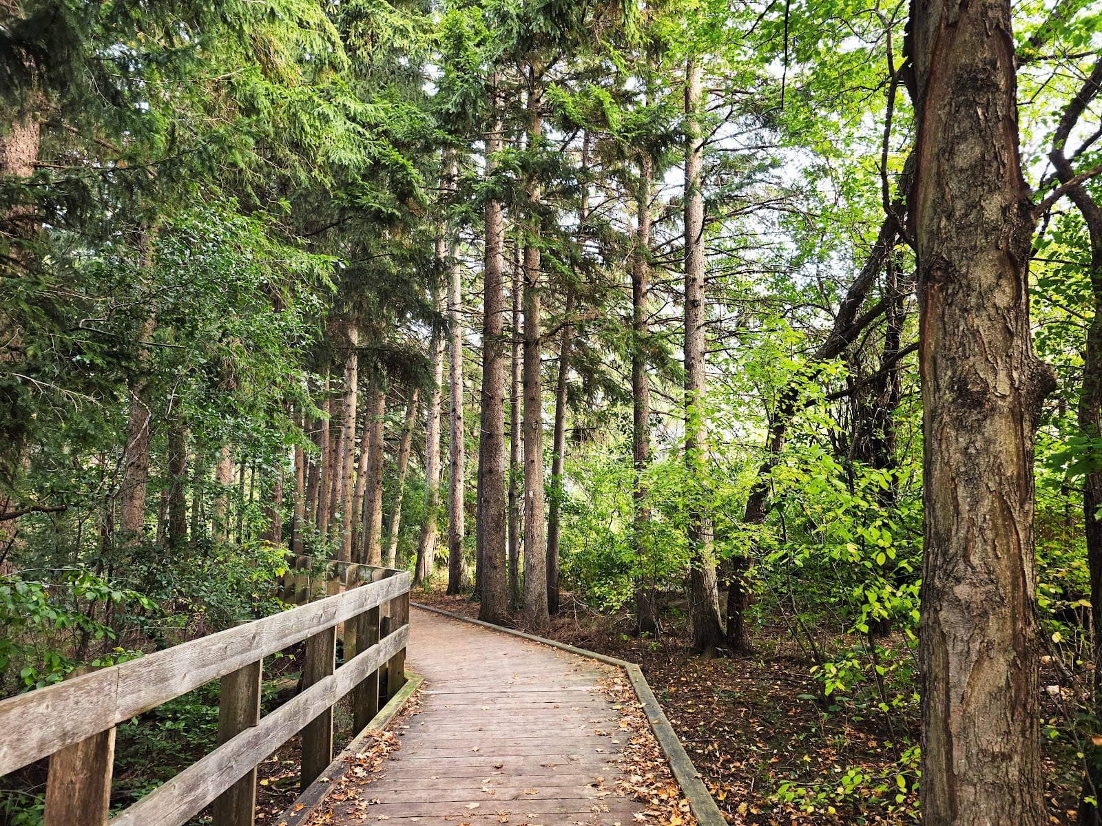 East Humber Trail Lookout, photo 2