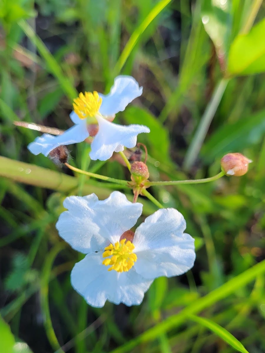 Pinelands Preserve, photo 2