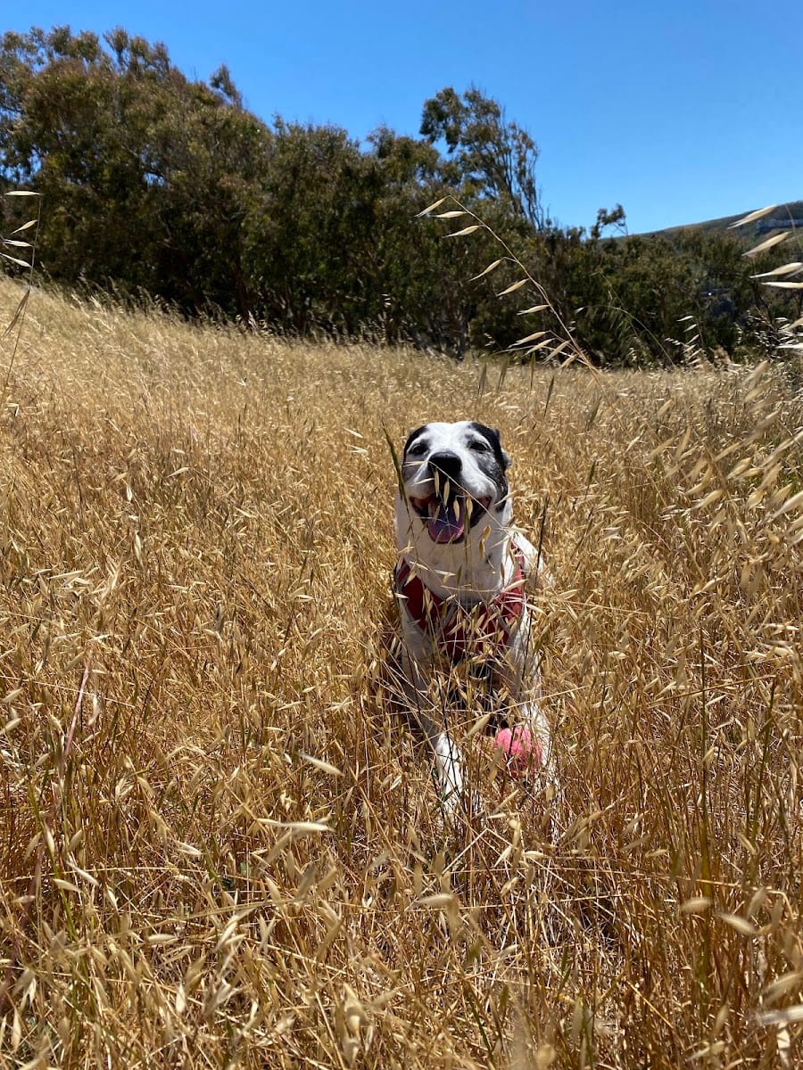 McLaren Park Dog Play Area, photo 3