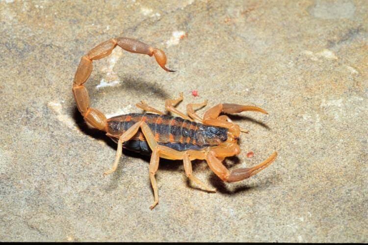 Pest and Pool Wranglers Inc, photo 4
