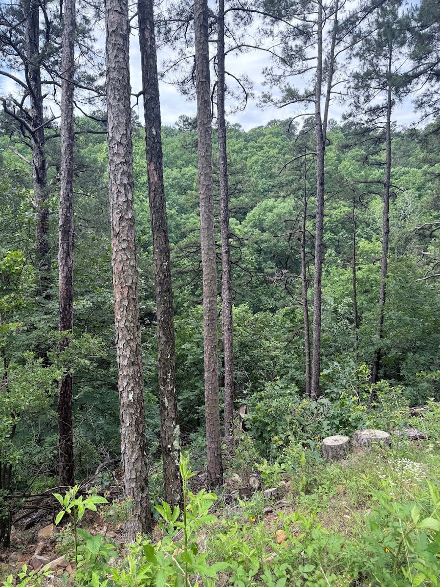 River Mountain Park, photo 3