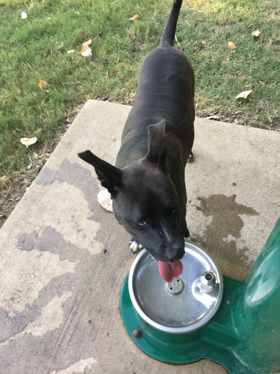 Four Paws Park