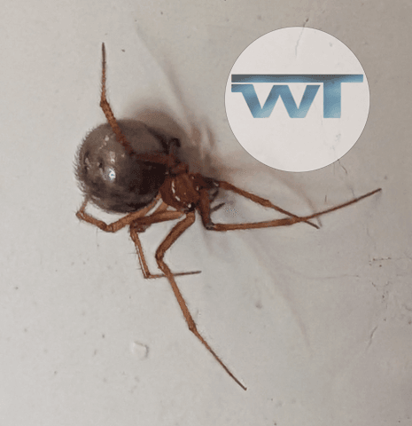 Welltech Pest Solutions, LLC, photo 2