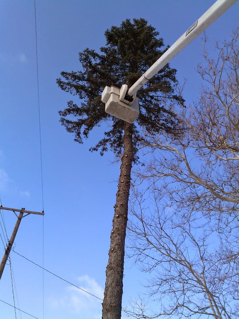 Shepard's Tree Removal