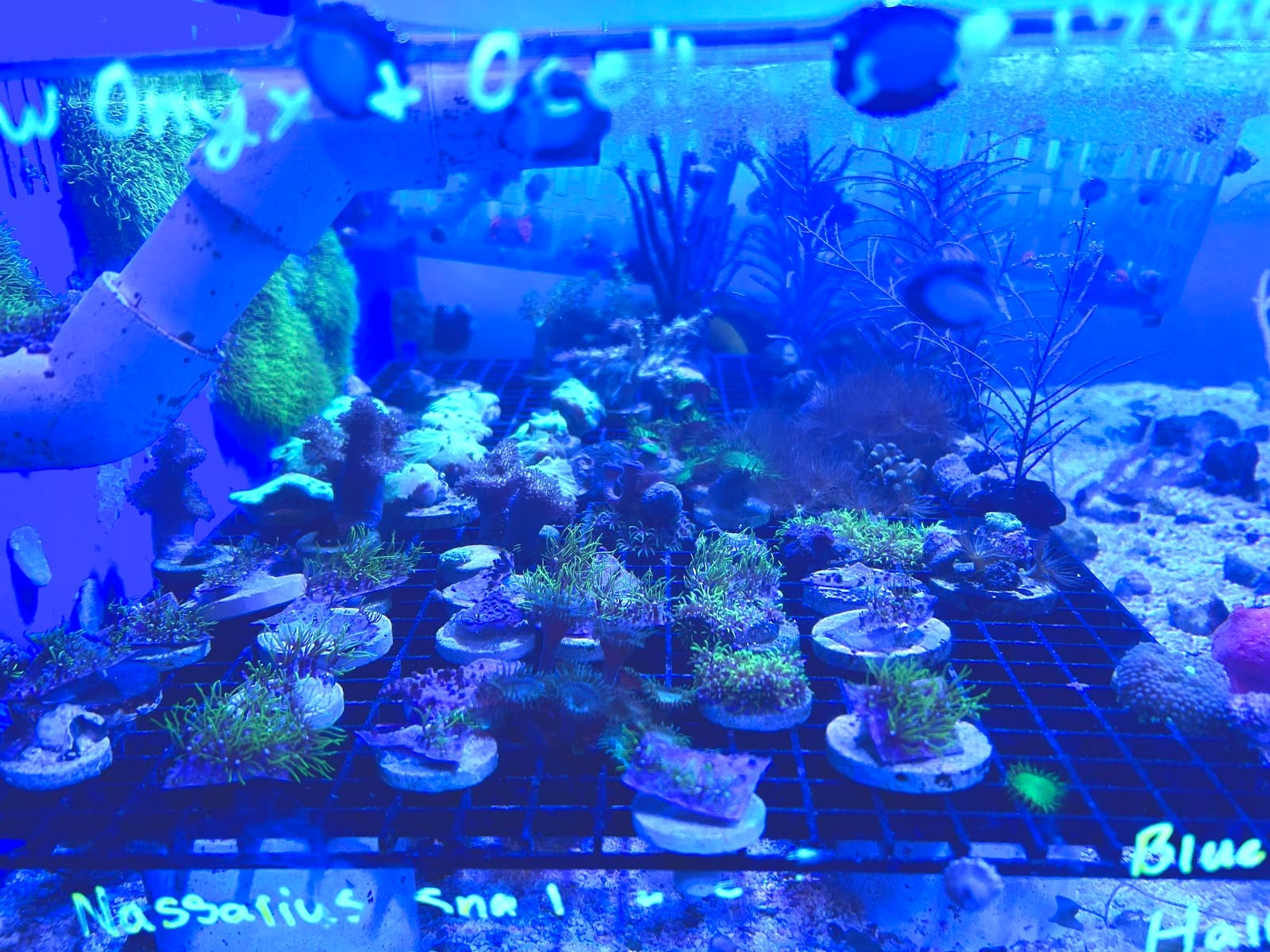 Gulf Coast Aquarium and Pets, photo 3