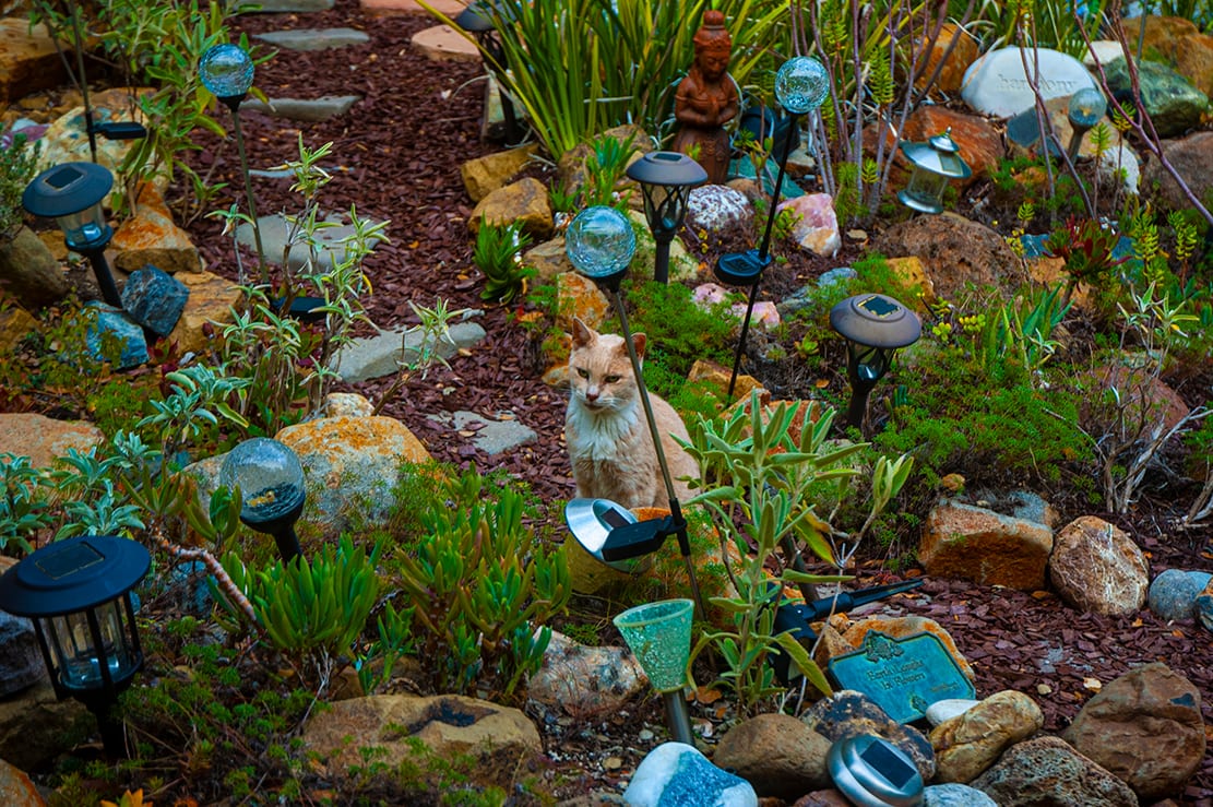 sfgardening.com, photo 4