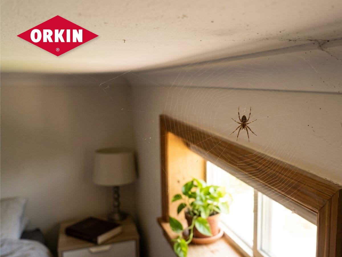 Orkin, photo 4