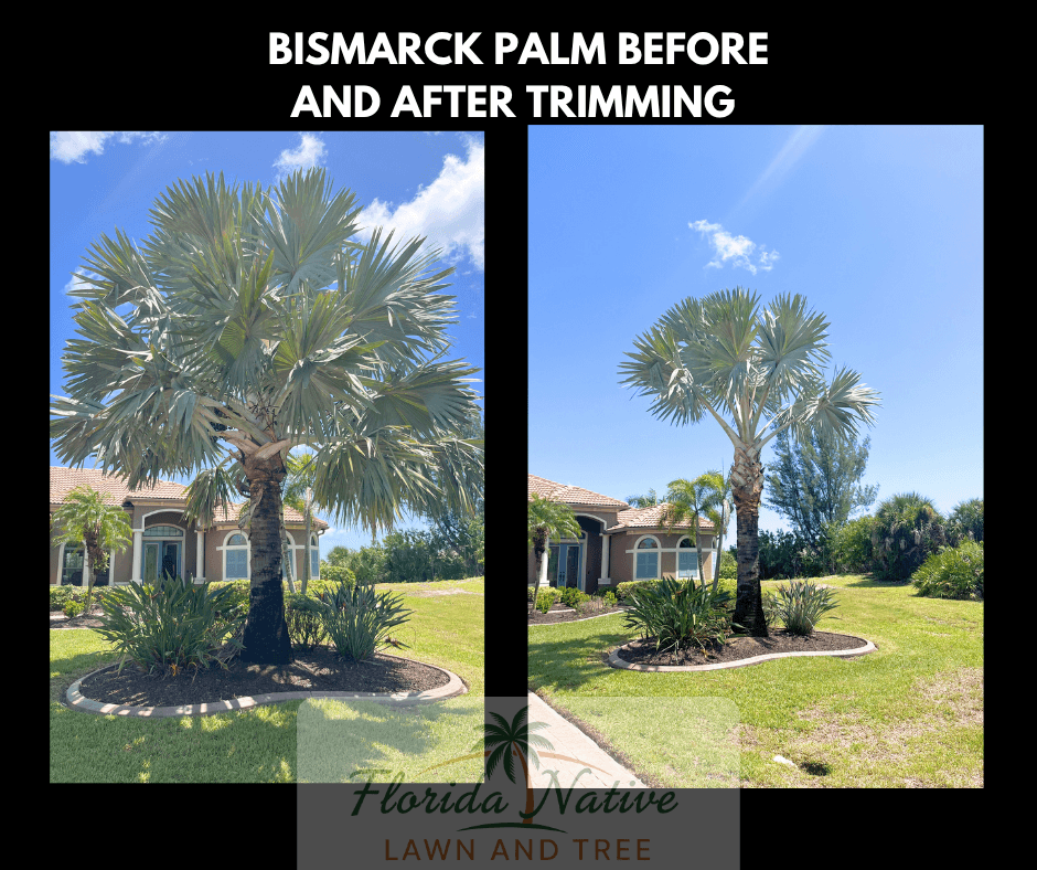 Florida Native Lawn and Tree, photo 3